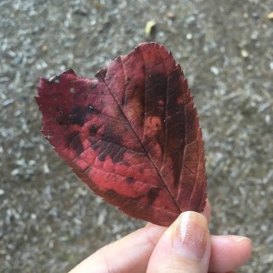heart shaped leaf God loves you!